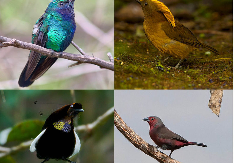  Scientists Made a List of Lost Birds and Now They Want Us to Find Them