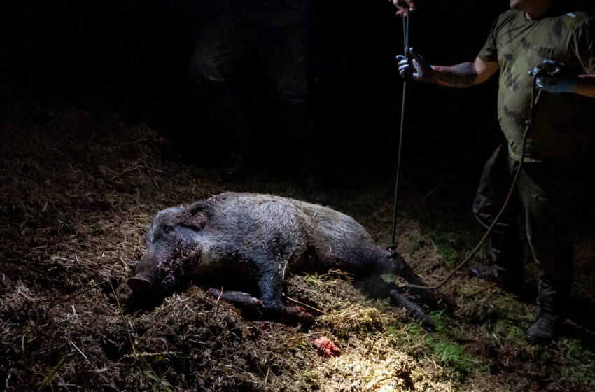 wild-boars-are-wreaking-havoc-in-scotland’s-countryside