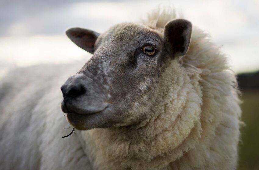  Bluetongue virus discovered in UK