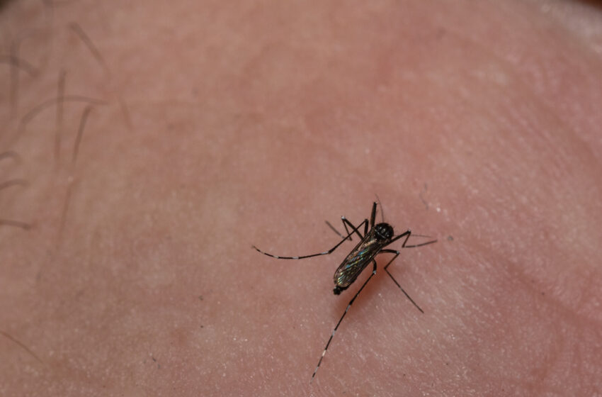  What to Know About the Rare Mosquito-Borne Virus E.E.E.