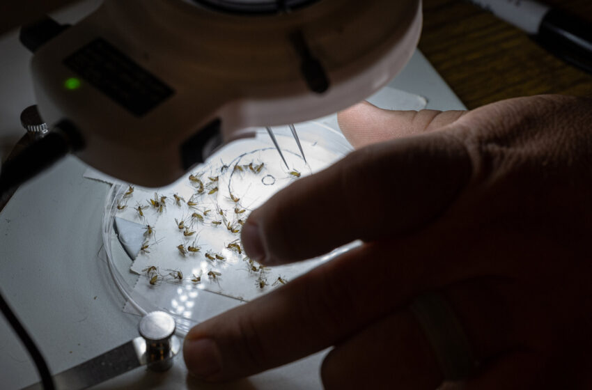 the-mosquito-borne-virus-keeping-people-indoors-at-night