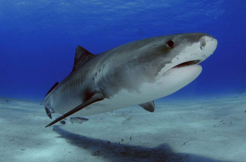  Boy decapitated by shark while fishing