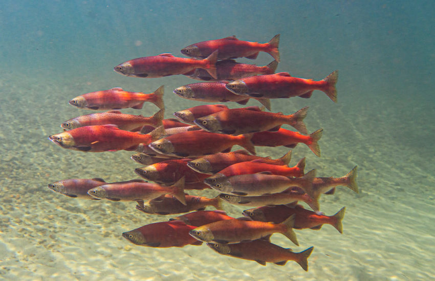  Like Cyclists in a Peloton, Schooling Fish Save Energy, Study Finds