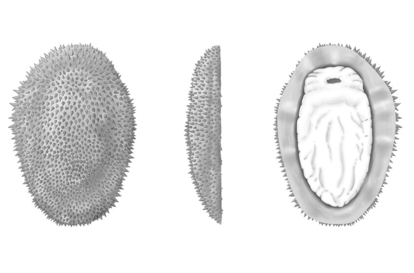  The 500-million-year-old spiky slug which tells us more about the origins of oysters and octopuses