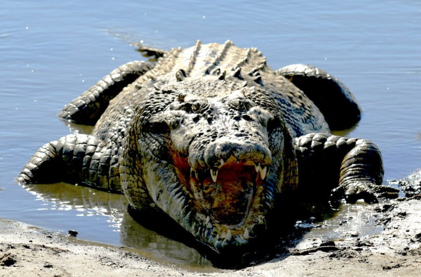  Crocodile killed ‘after fatally attacking man on holiday with wife and children’