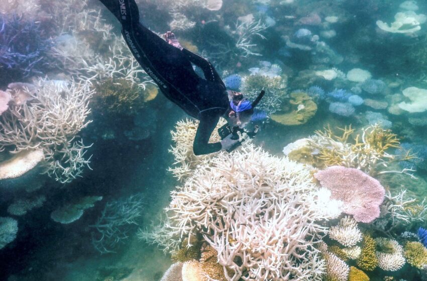  Heat Raises Fears of ‘Demise’ for Great Barrier Reef Within a Generation