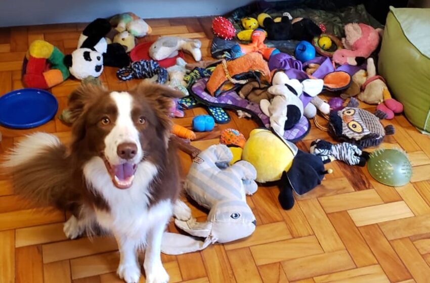  Talented dogs can remember names of toys for at least two years, study finds