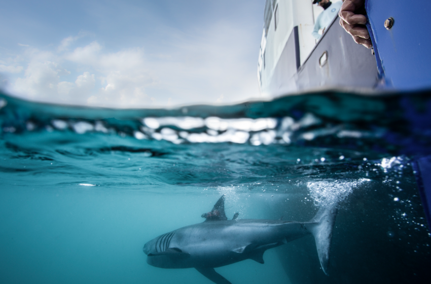 the-hunt-begins-for-great-white-sharks-in-irish-waters