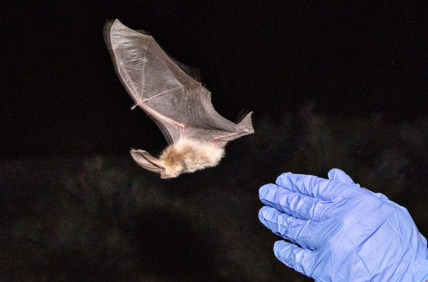  Surprising New Research Links Infant Mortality to Crashing Bat Populations