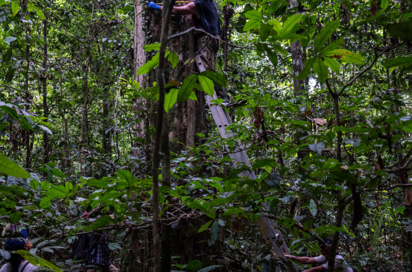  Meet the Team Climbing Trees in the Amazon to Better Understand Carbon Stores