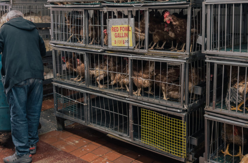 bird-flu-has-already-appeared-in-these-new-york-markets.-what’s-next?