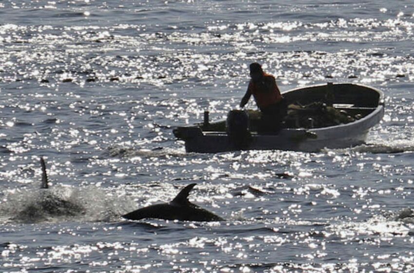 controversial-dolphin-hunting-season-under-way-in-japan-despite-opposition