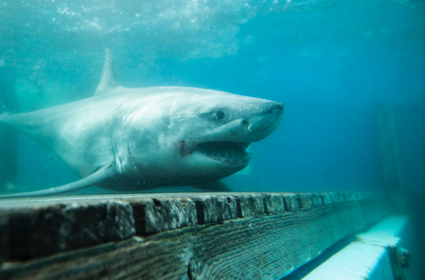  Great white shark hunt ends off Irish coast