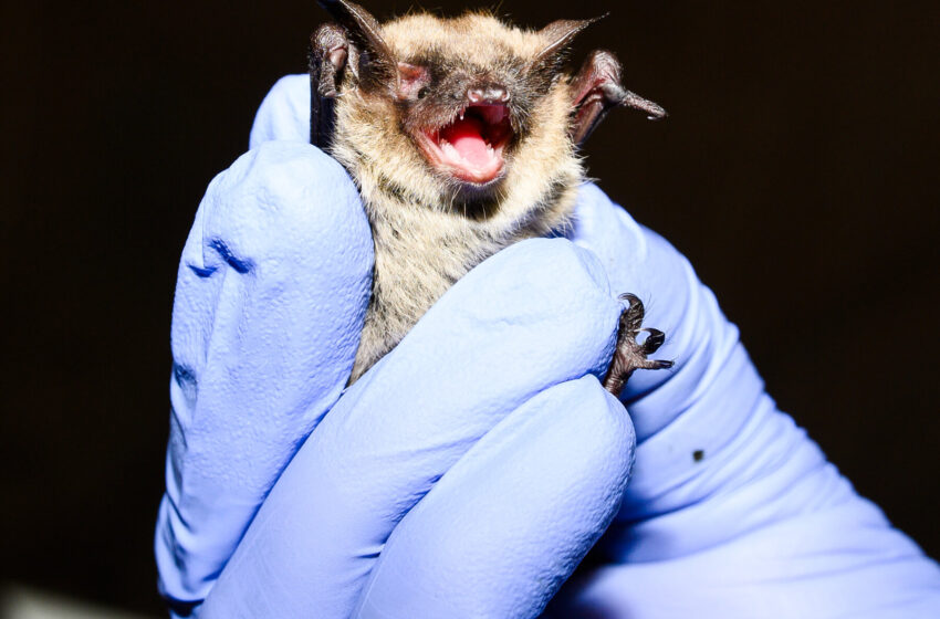  A Fungus Decimated American Bats. Now Scientists Are Fighting Back.