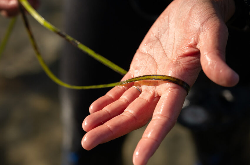 mapping-the-decline-of-eelgrass-in-maine