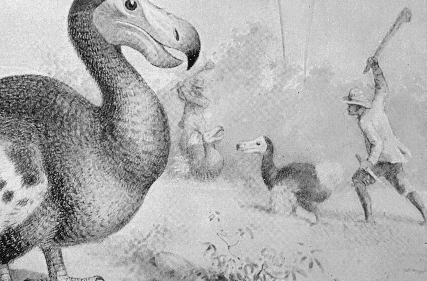 who’s-the-dodo-now?-a-famously-extinct-bird,-reconsidered.