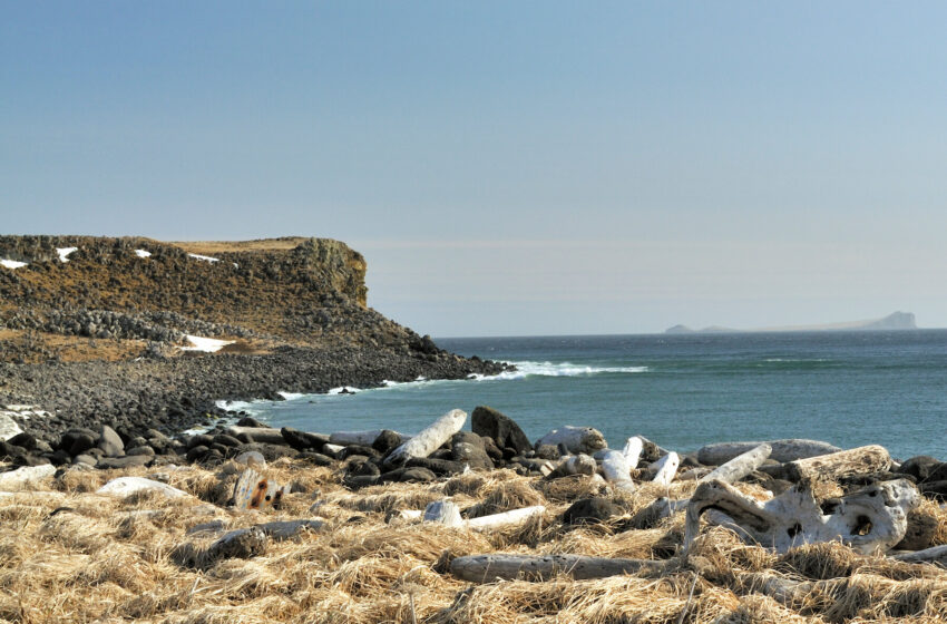  A Remote Alaskan Island Is on High Alert for a Rat