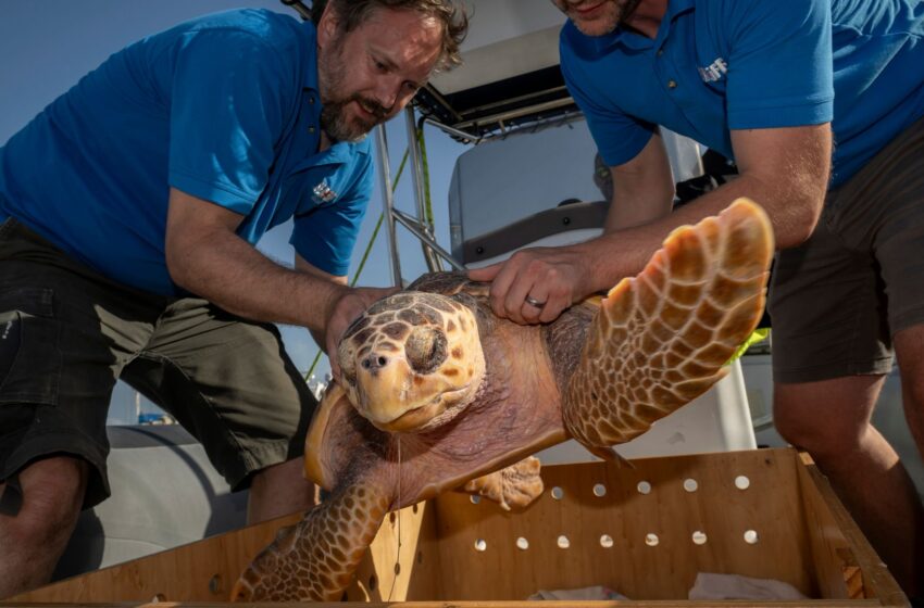 ‘weak’-turtles-washed-up-on-uk-shores-released-back-into-the-sea