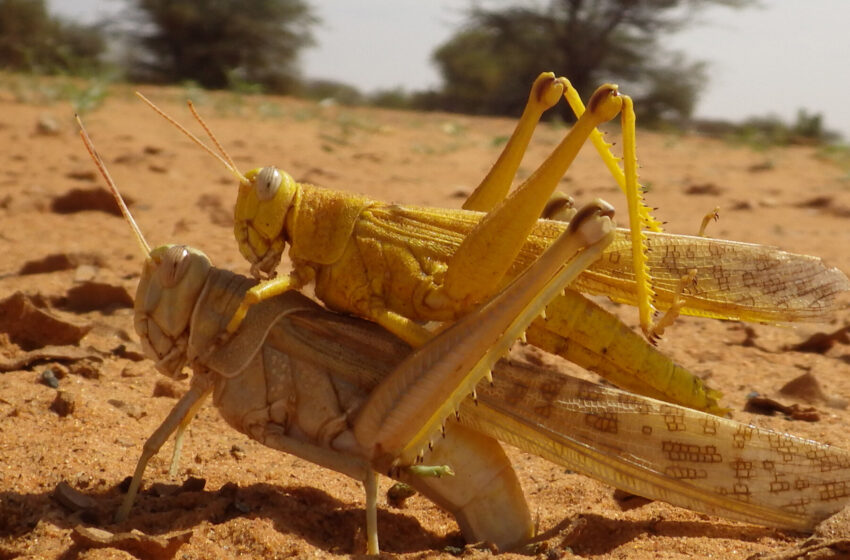  You Can Stand Under My Umbrella, if You’re an Egg-Laying Locust