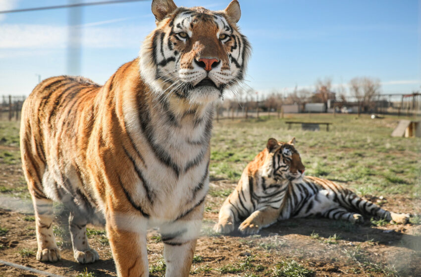 dna-reveals-the-origin-stories-of-america’s-captive-tigers