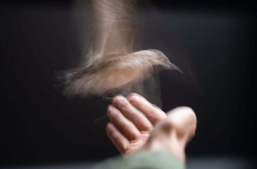  What Flying in a Wind Tunnel Reveals About Birds