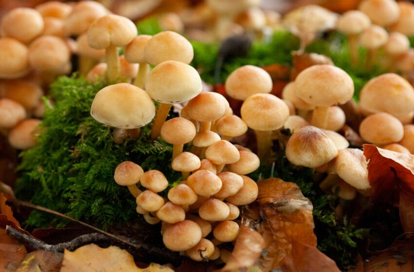 ‘mass-casualty-incident’-after-children-and-adults-eat-‘toxic-mushrooms’