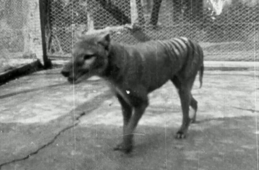  Scientists claim major breakthrough in bid to bring back Tasmanian tiger from extinction