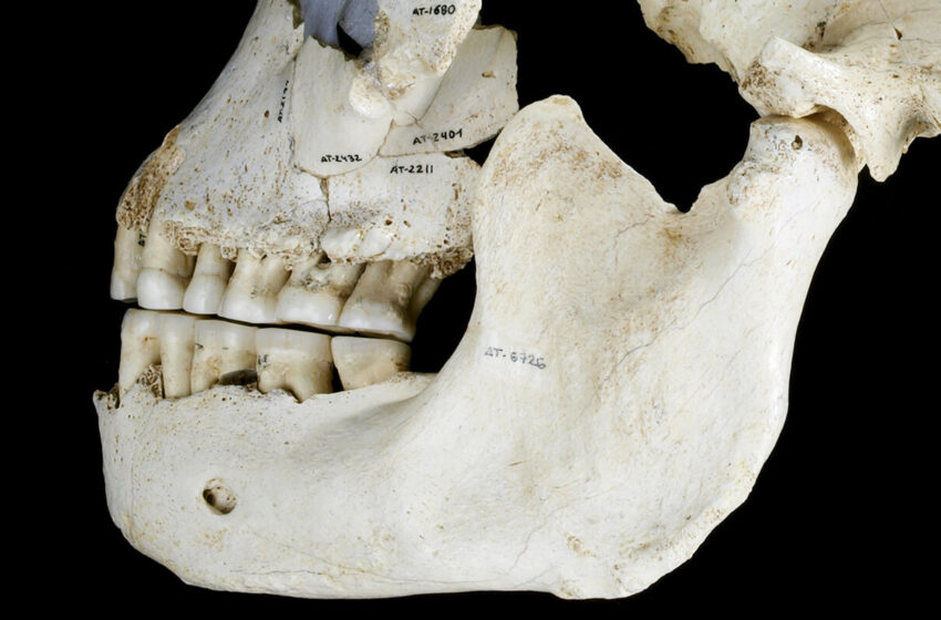  How Neanderthals and Other Early Humans Evolved to Eat Starch