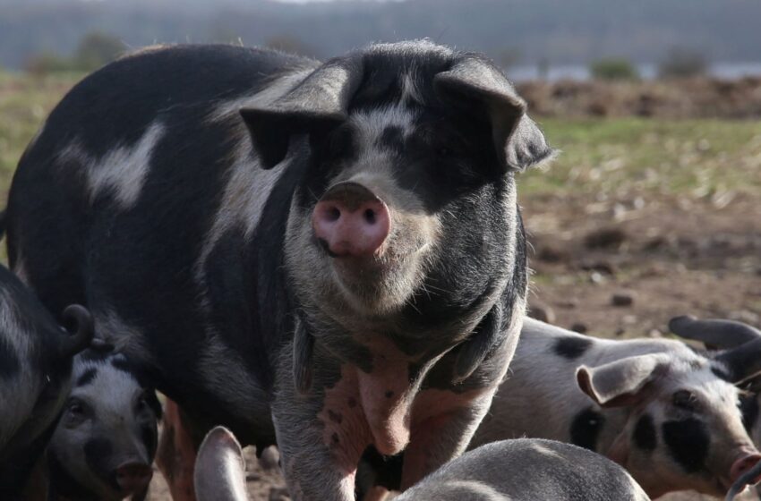  Oink oink? Scientists say they can use AI to understand what pigs are saying