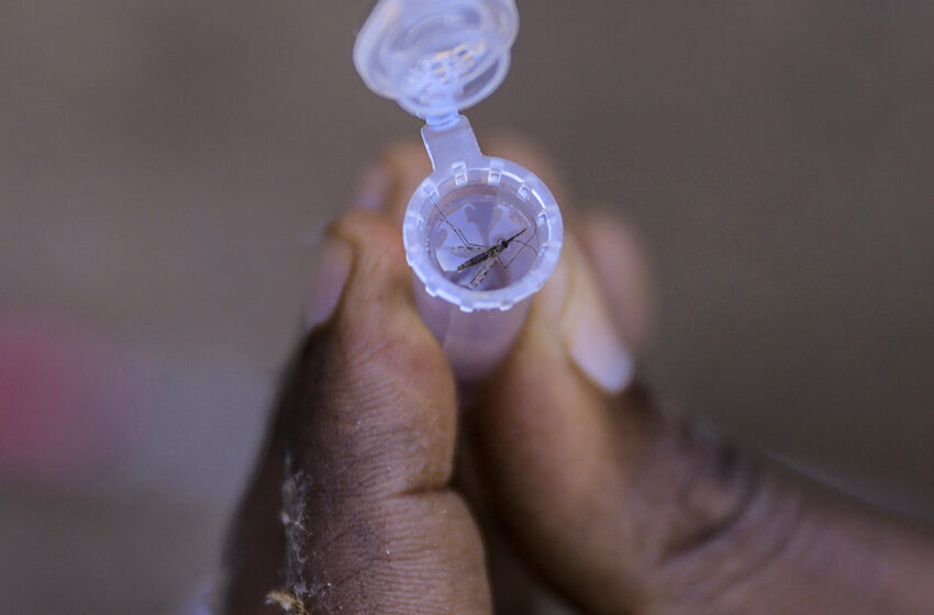  Malaria Is Surging in Ethiopia, Reversing a Decade of Progress Against the Disease