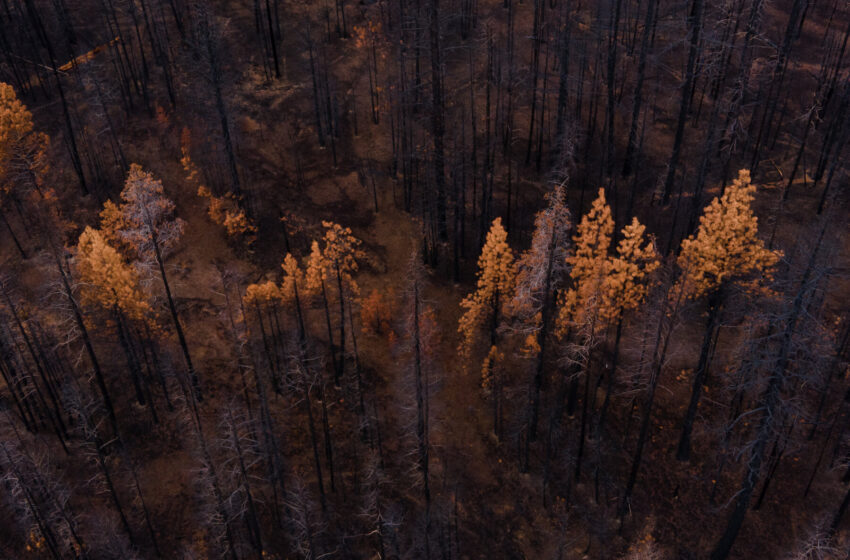  One-Third of World’s Trees Face Extinction Risk, Report at COP16 Says