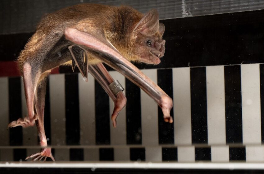  Vampire bats sprint on treadmill as study shows how blood gives them energy