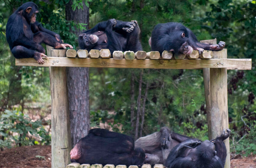 last-nih.-chimps-to-move-out-of-new-mexico-facility