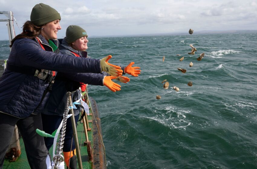  Native oysters locally extinct for a century now ‘thriving’ again, say experts