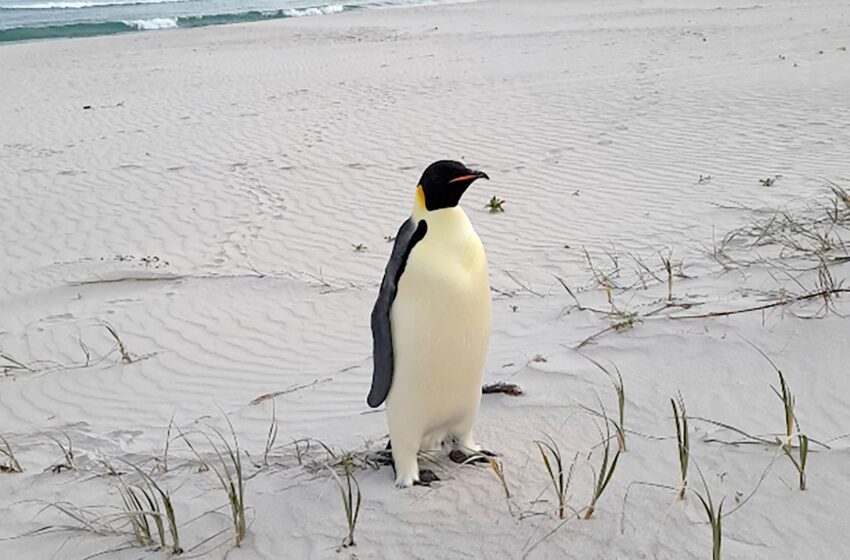  Malnourished emperor penguin found in Australia after 2,000-mile journey