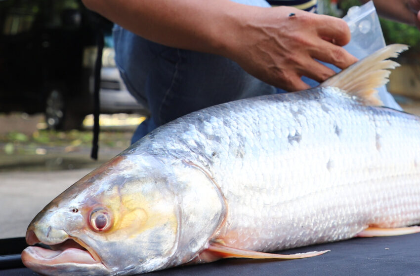  This ‘Ghost’ Fish Seemed Extinct, Until It Turned Up in Unexpected Places