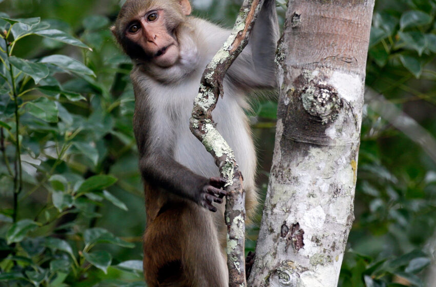  25 Escaped Monkeys of 43 Are Captured in South Carolina