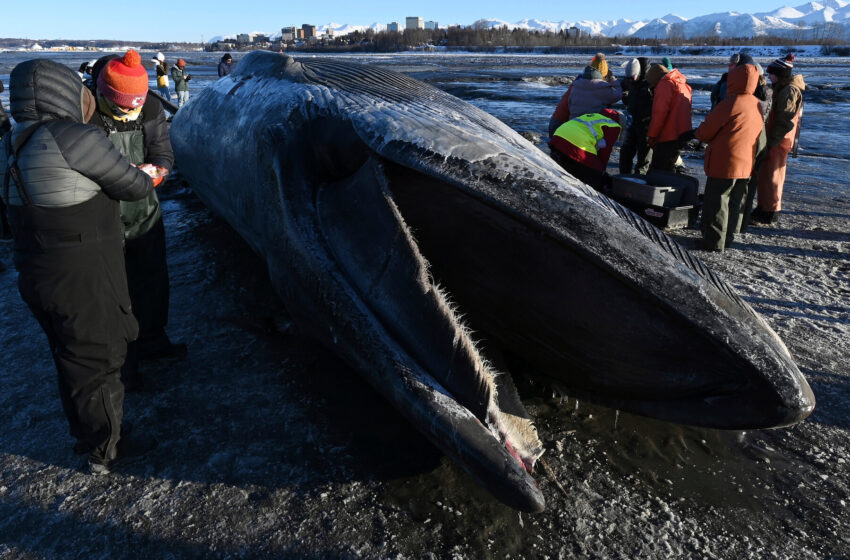  Fin Whale Carcass Washes Ashore in Anchorage, Alaska