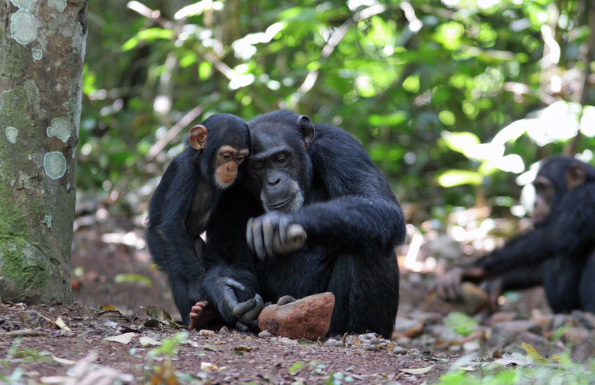  From Chimpan-A to Chimpanzee, These Apes May Have Humanlike Culture