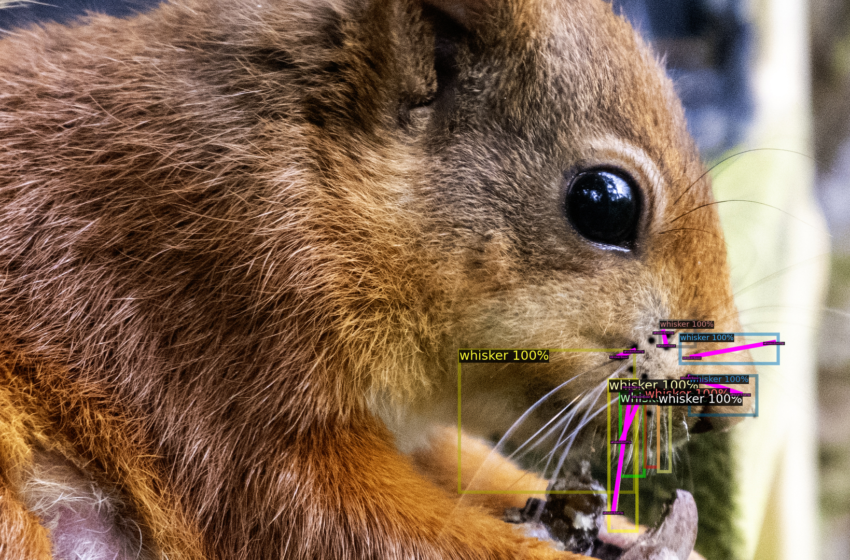  AI squirrel spotter deployed to protect endangered red squirrels