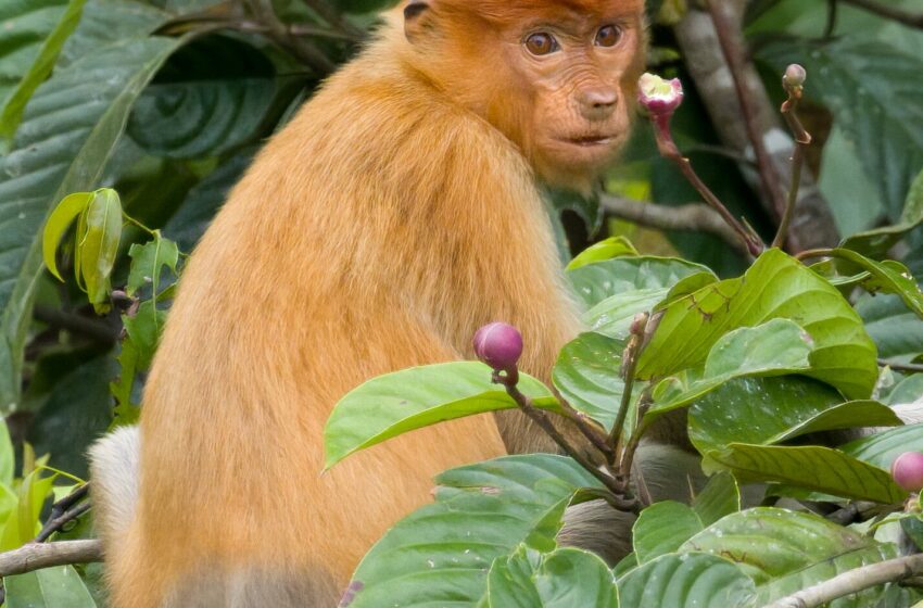  Great Apes and Tiny Bears: Chasing Wild Thrills in Borneo