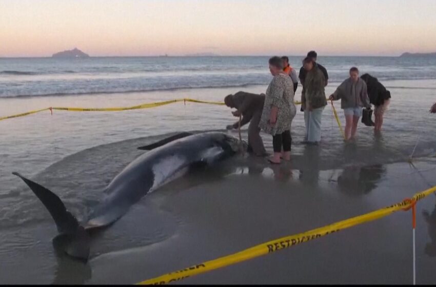 people-join-forces-to-save-30-whales-stranded-on-beach