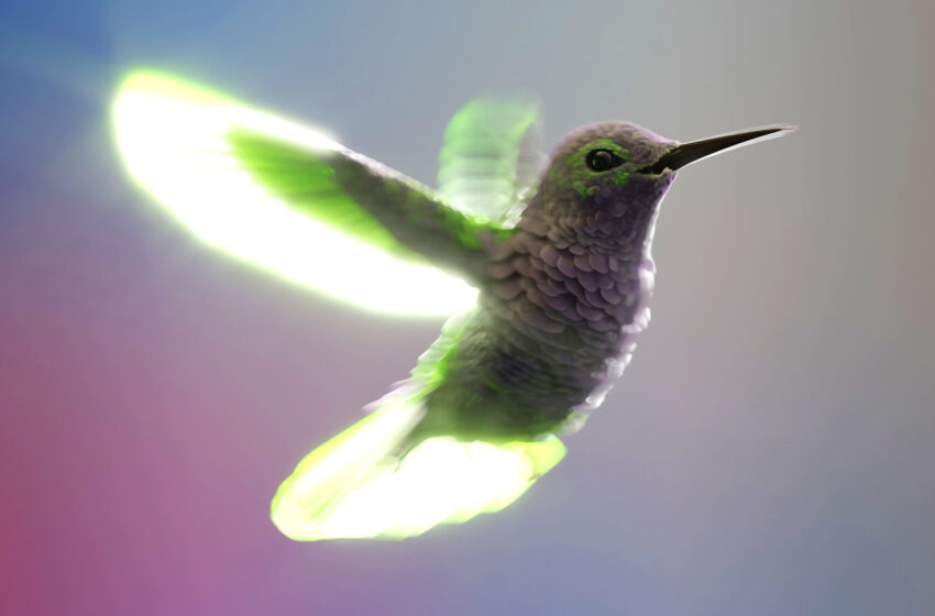  Hummingbirds’ Flight Offers Clues to Improve Drones