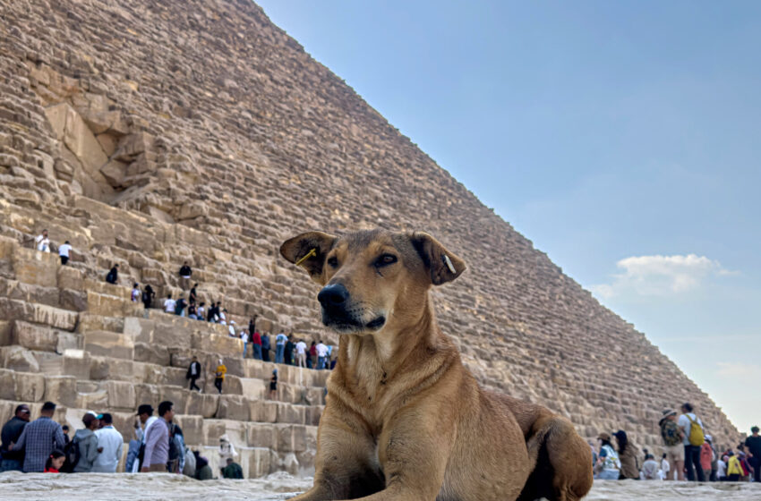  A Stray Dog Climbed an Egyptian Pyramid. Along Came a Paraglider.