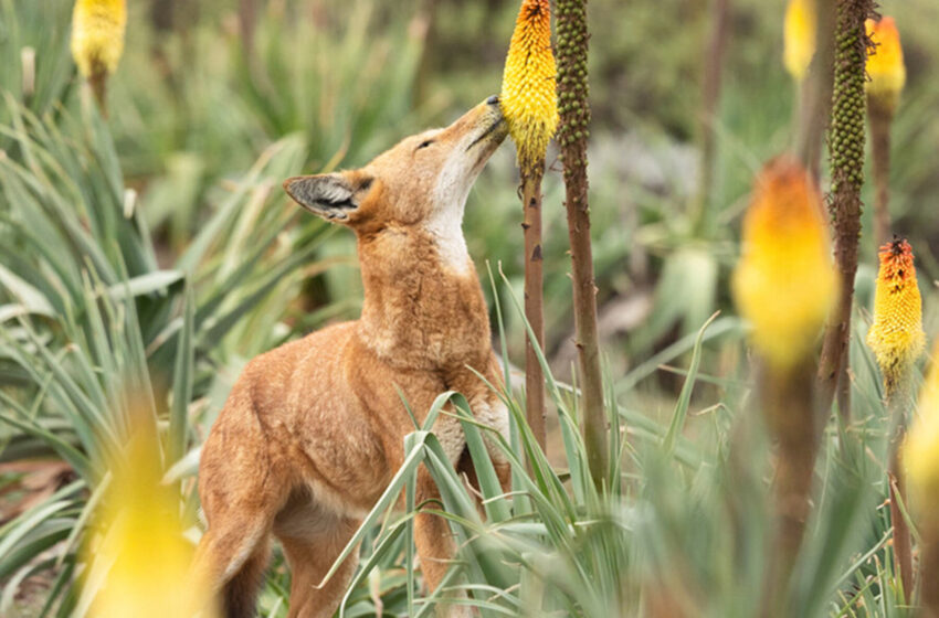  Wolves Like a Little Nectar Treat and May Pollinate Flowers in the Process