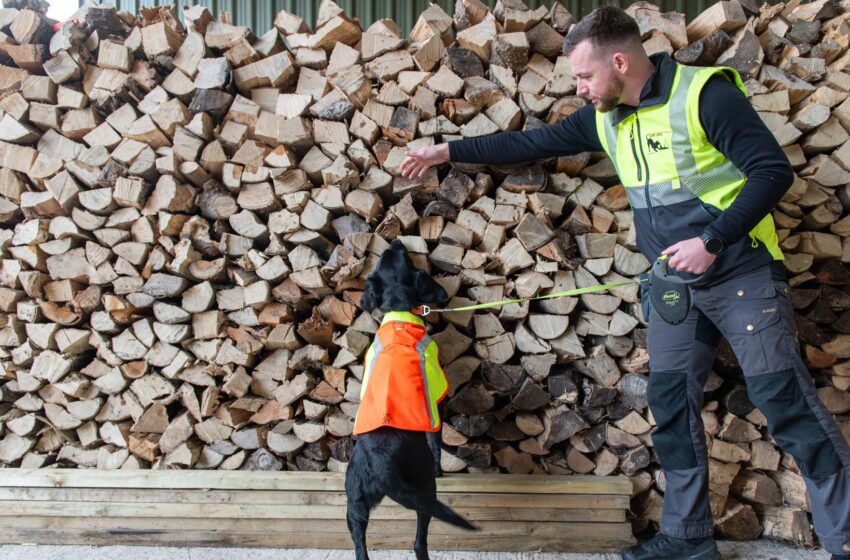  Nature’s best friend: Sniffer dog roots out tree disease in UK first