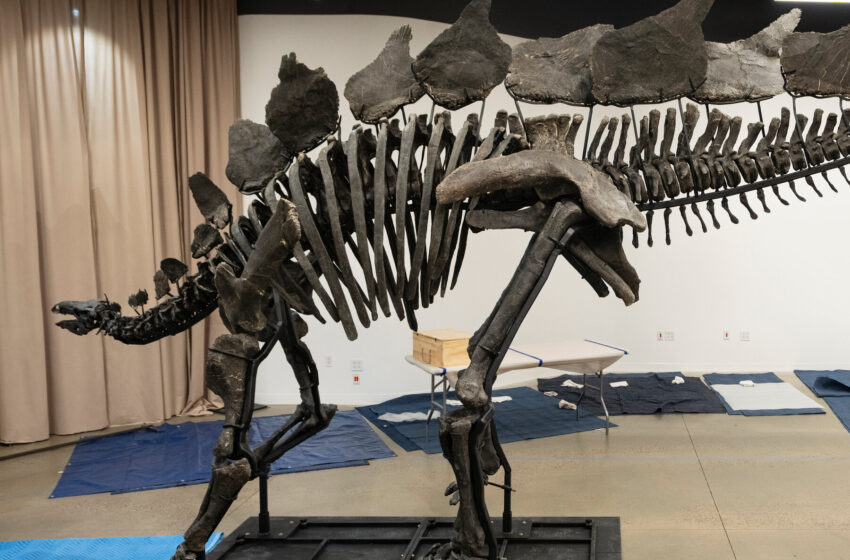 world’s-priciest-dinosaur-fossil-comes-to-museum-of-natural-history