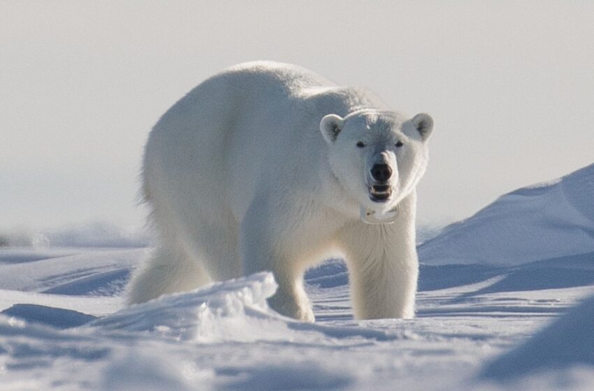 man-leaps-on-polar-bear-to-defend-wife-from-attack