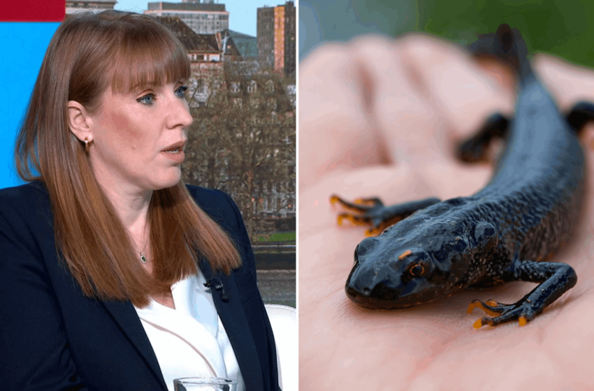 angela-rayner-says-newts-can’t-be-more-protected-than-people-who-need-housing