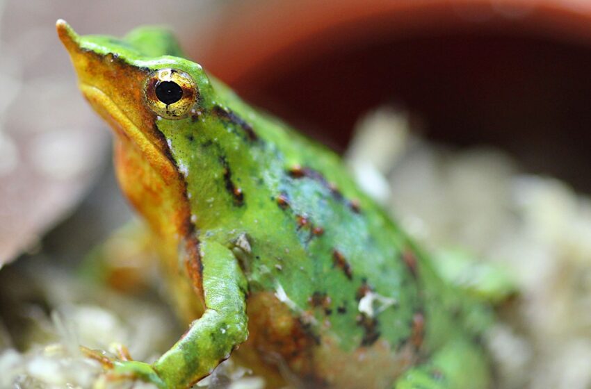  Tiny frogs named after Charles Darwin flown to London to save them